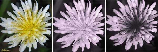シロバナタンポポの花UV