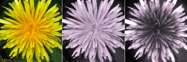 カントウタンポポの花UV