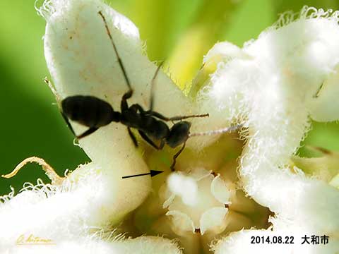 ガガイモの花と蟻